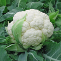 Semințe de conopidă Gigante Di Napoli Tardivo 1G – soi italian tradițional cu căpățâni gigantice, gust delicat și rezistență la frig. Ideal pentru grădină.