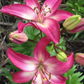 2 Bulbi de Crini - Lilium Fancy Dance