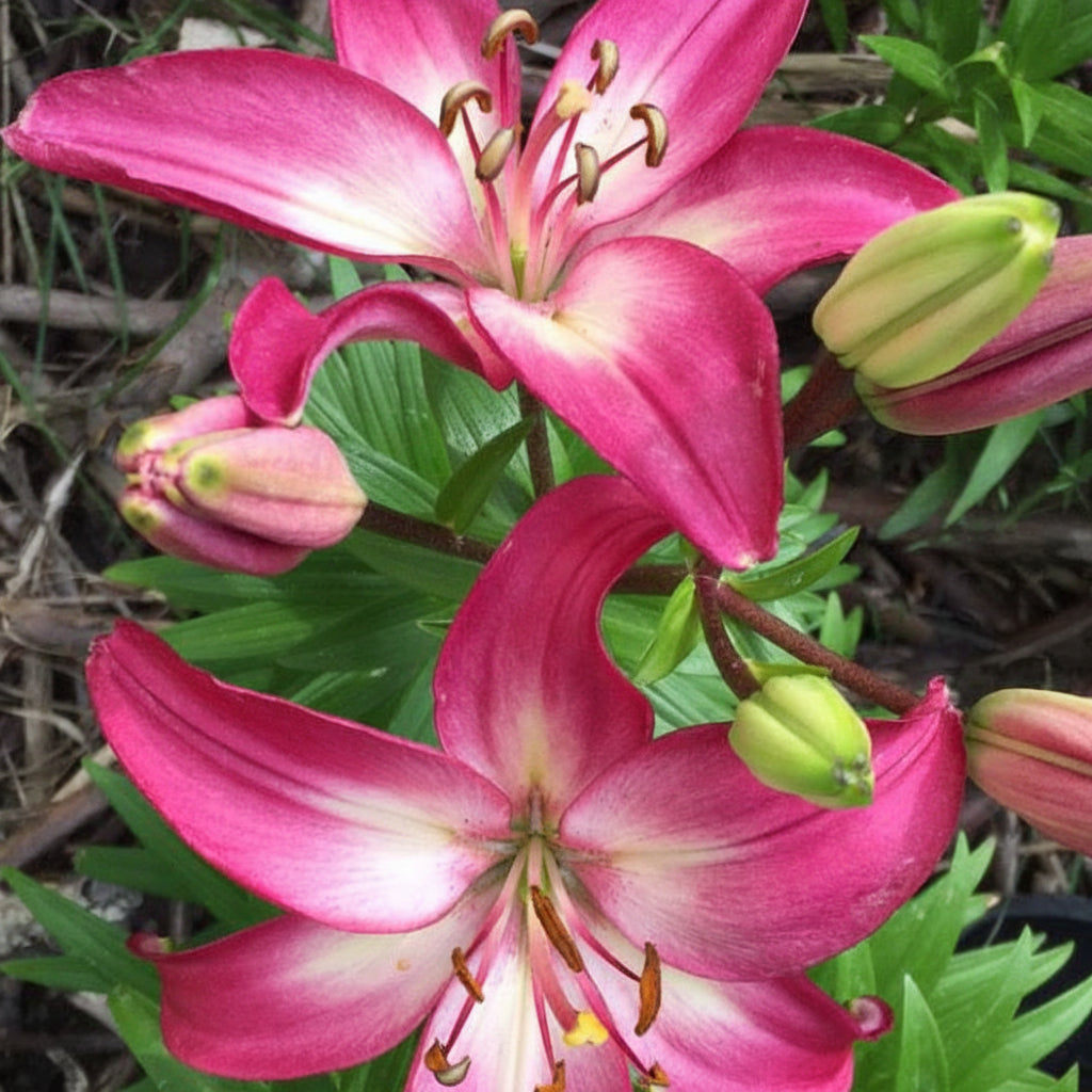 2 Bulbi de Crini - Lilium Fancy Dance