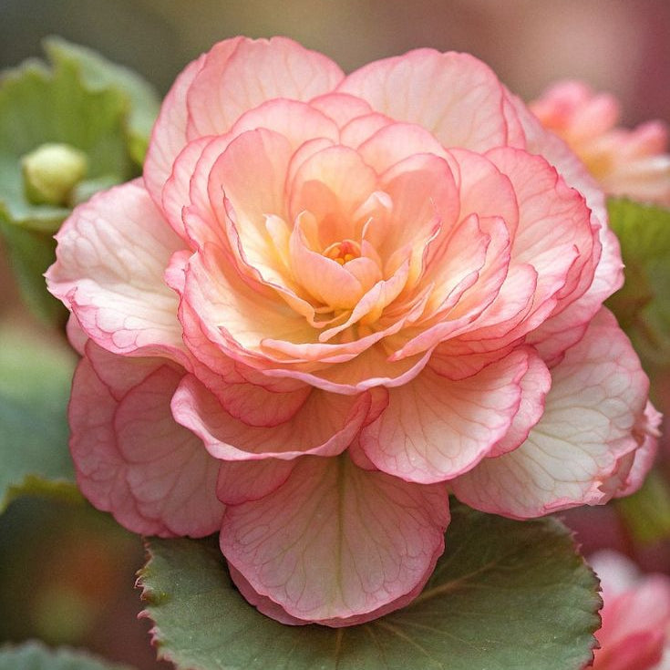 2 Bulbi de Begonia "Nonstop Pink"