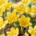 5 Bulbi de Brândușe "Crocus Chrysanthus" Galbene