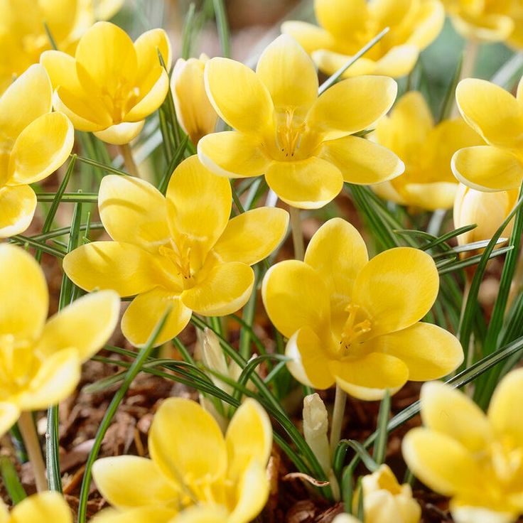 5 Bulbi de Brândușe "Crocus Chrysanthus" Galbene