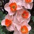 2 Bulbi Narcise - Narcissus Replete