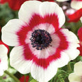 10 Bulbi de Anemone "Sylphide"