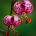 2 Bulbi de Crini - Lilium Pink Cascade