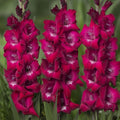 5 Bulbi de Gladiole - Vittoria