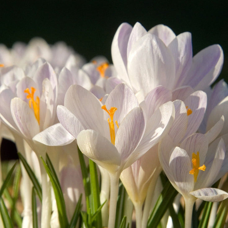 5 Bulbi de Brândușe " Crocus Jeanne D'Arc" Albe