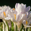 5 Bulbi de Brândușe " Crocus Jeanne D'Arc" Albe