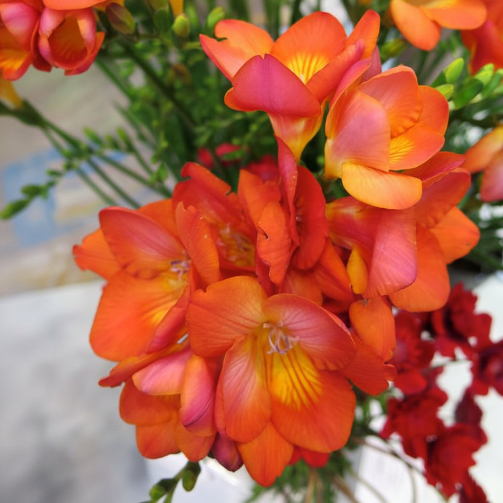 5 Bulbi de Frezie "Orange"