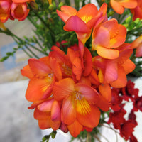 5 Bulbi de Frezie "Orange"