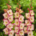5 Bulbi de Gladiole - Priscilla