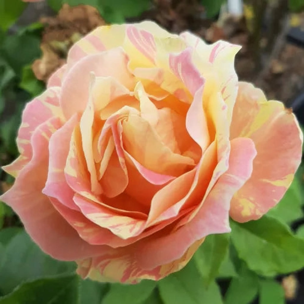 Floare de trandafir Paul Cézanne cu petale în nuanțe calde
