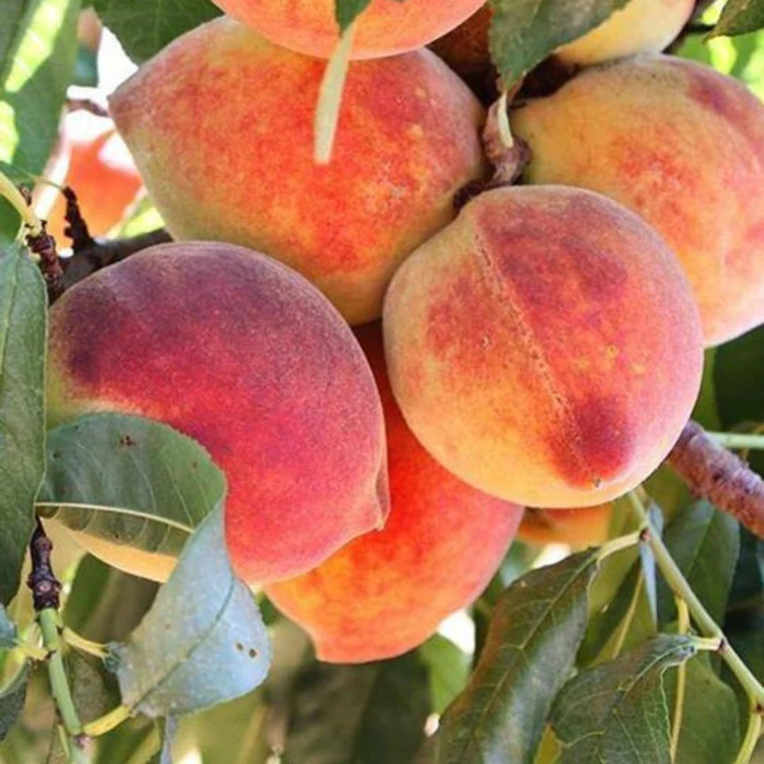 pomi fructiferi cais excelsior