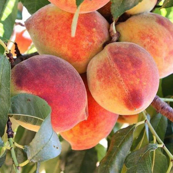 pomi fructiferi cais excelsior