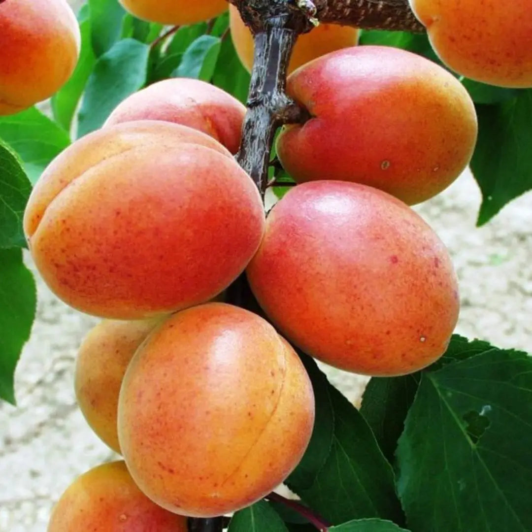 pomi fructiferi cais favorit