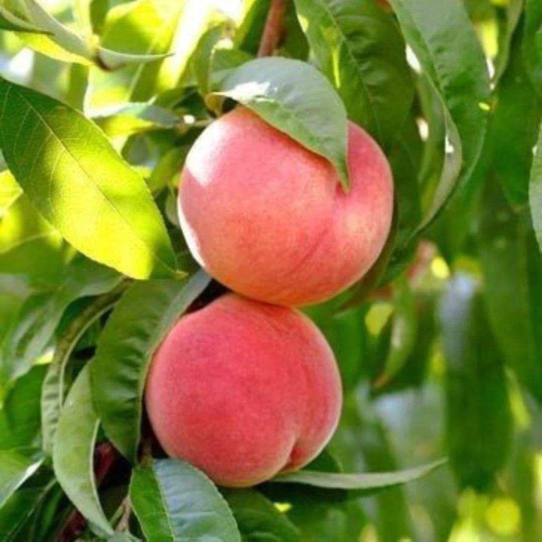 pomi fructiferi cais lady