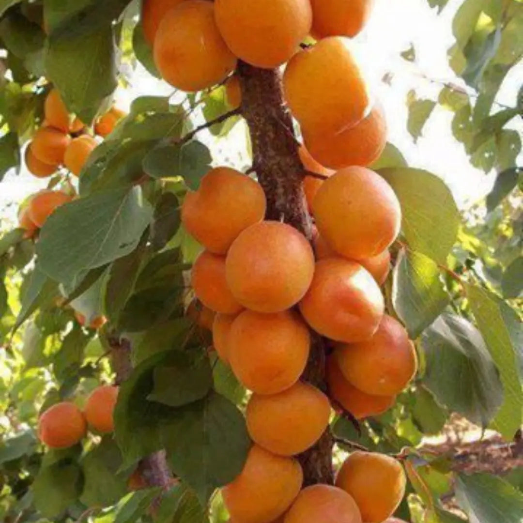 pomi fructiferi cais rosii de baneasa