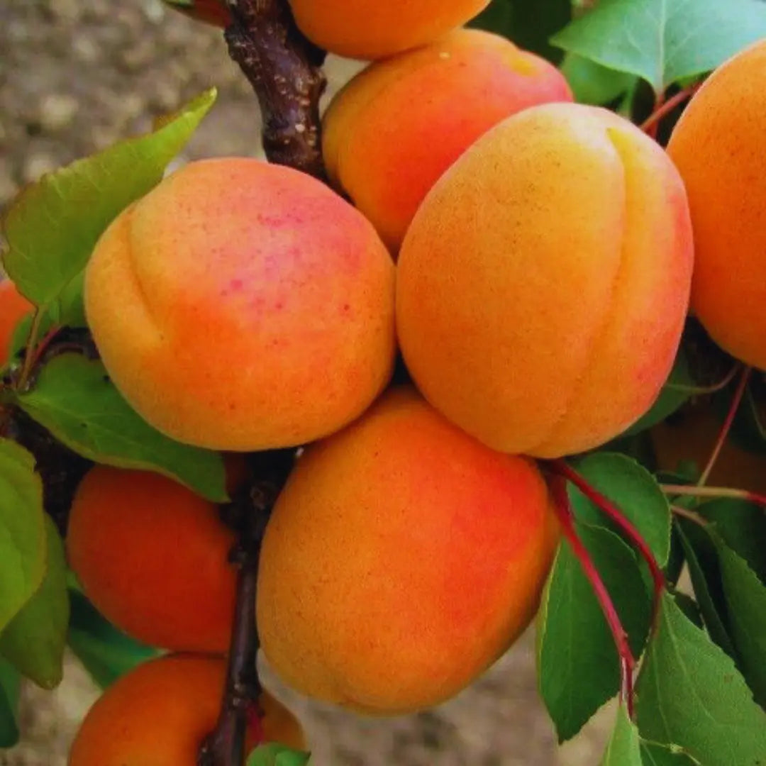 pomi fructiferi cais uriasa de cegled