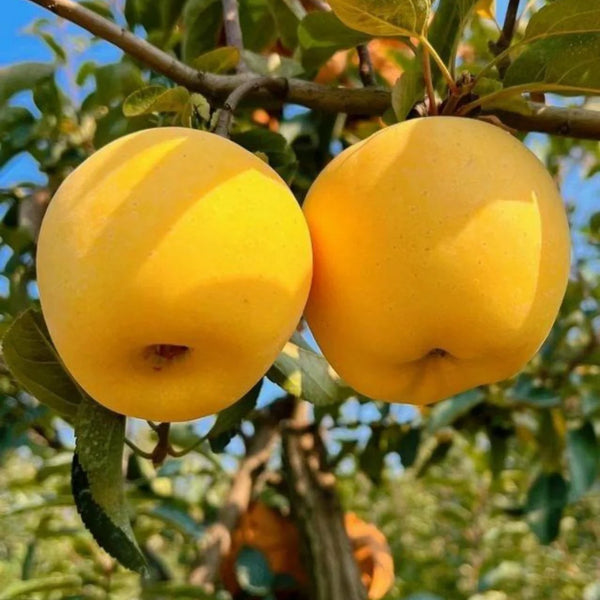 pomi fructiferi mar