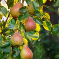 pomi fructiferi par triumf