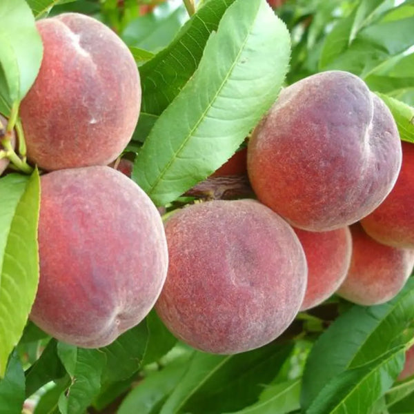 pomi fructiferi piersic black rubis