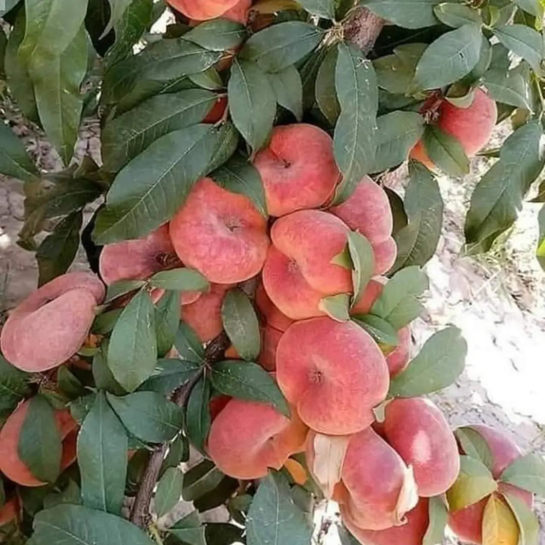 pomi fructiferi piersic herastrau