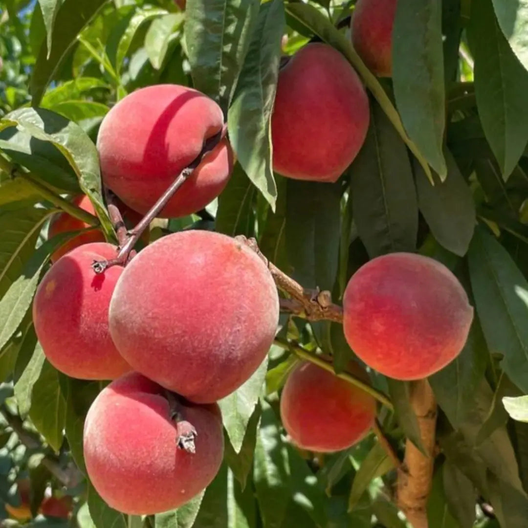 pomi fructiferi piersic royal