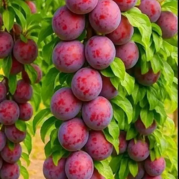 pomi fructiferi prun hibrid babana lui doru