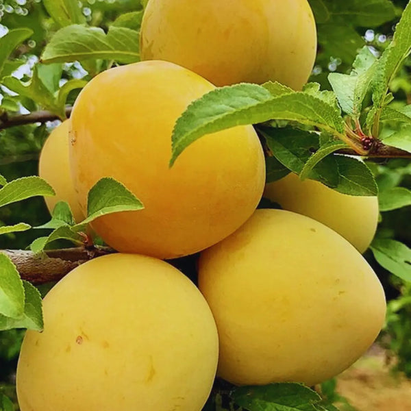 pomi fructiferi prun record galben