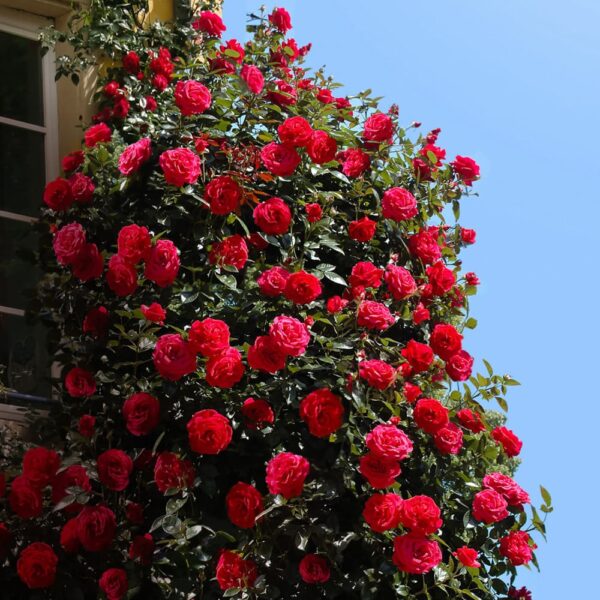 trandafir Red Flame cu flori roșu intens în grădină