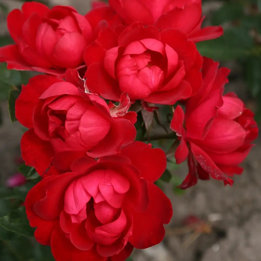 Trandafiri Floribunda Milano by Kordes