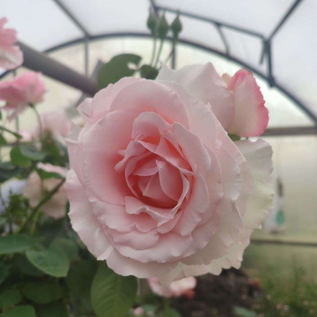 Trandafir Grand Siecle® anul 4