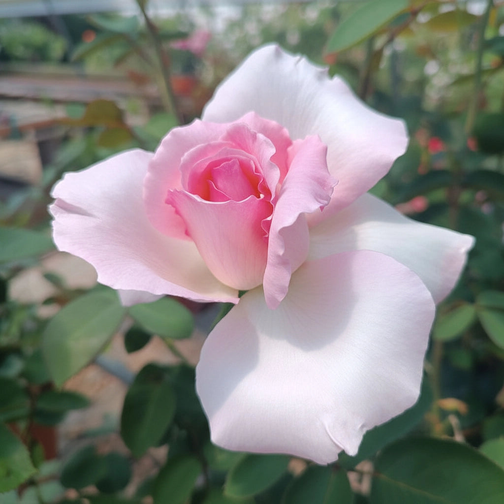 Trandafir Grand Siecle® anul 4