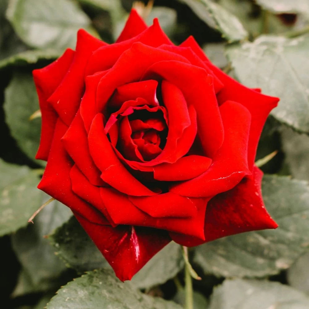 trandafir Scarlet cu flori roșu aprins