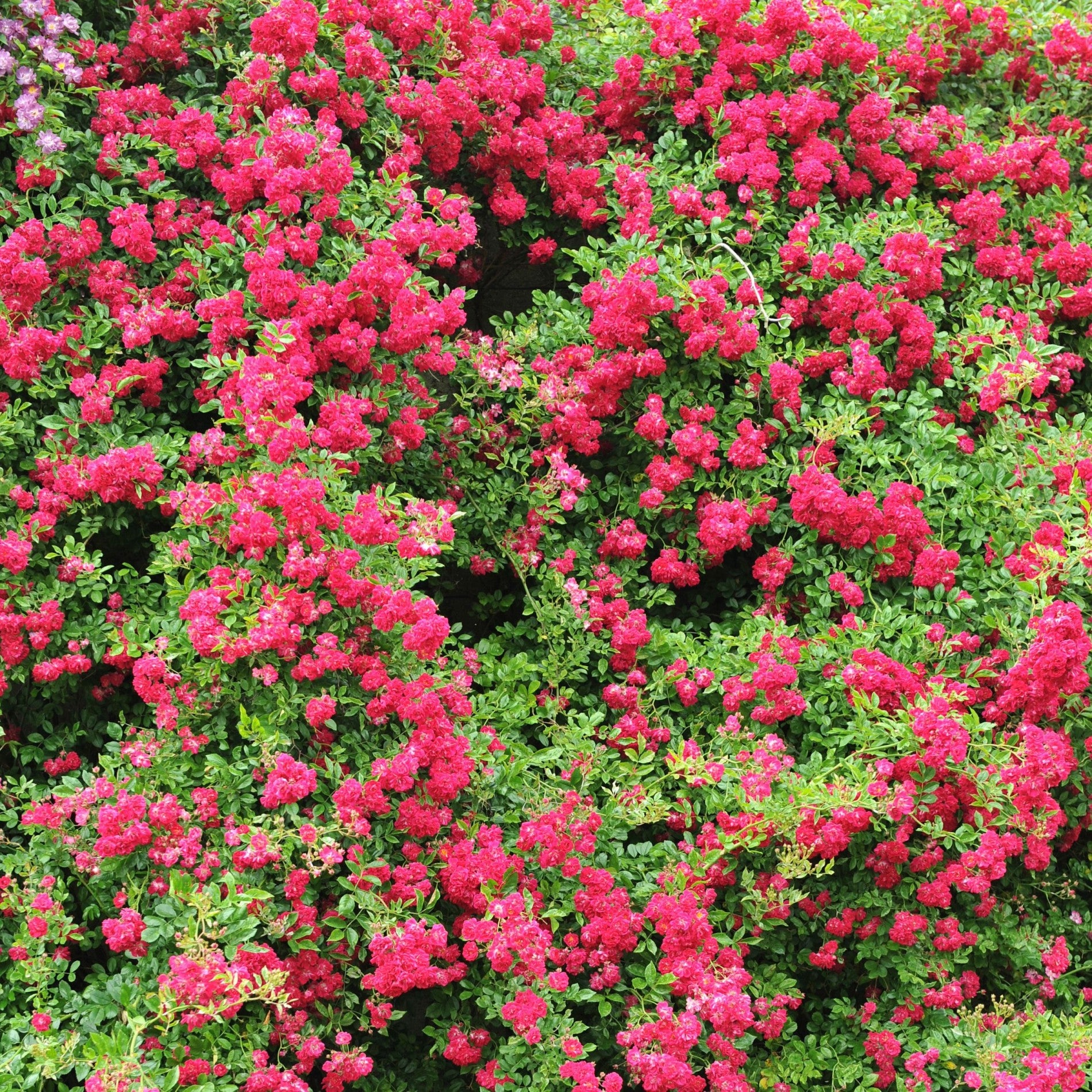 trandafir cățărător înflorire abundentă