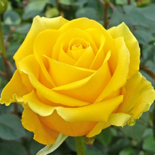 Trandafir Sahara Anul 4