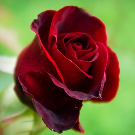 trandafir Salambo cu flori roșu intens