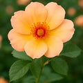 trandafiri floribunda apricot