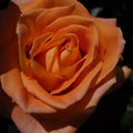 trandafiri floribunda phoenix