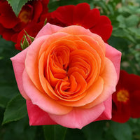 trandafiri floribunda samba