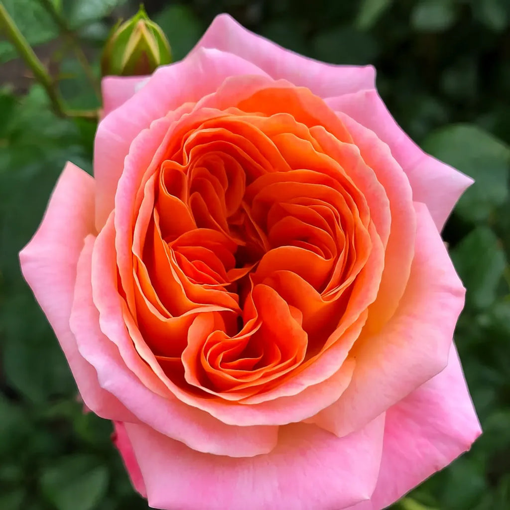 trandafiri floribunda samba