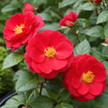 trandafiri pitici cayenne