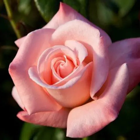 trandafir Ursula roz floribunda