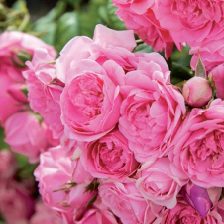 trandafir Volare flori bogate