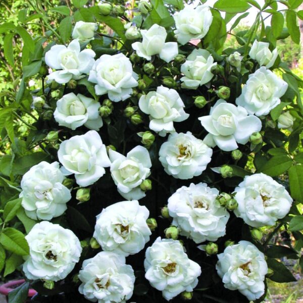 Trandafir White New Down Anul 4